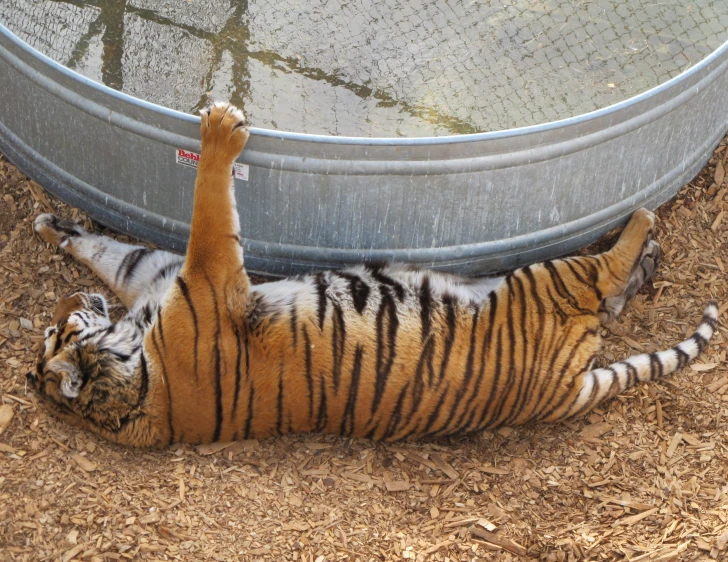 a tiger taking a nap in an enclosure