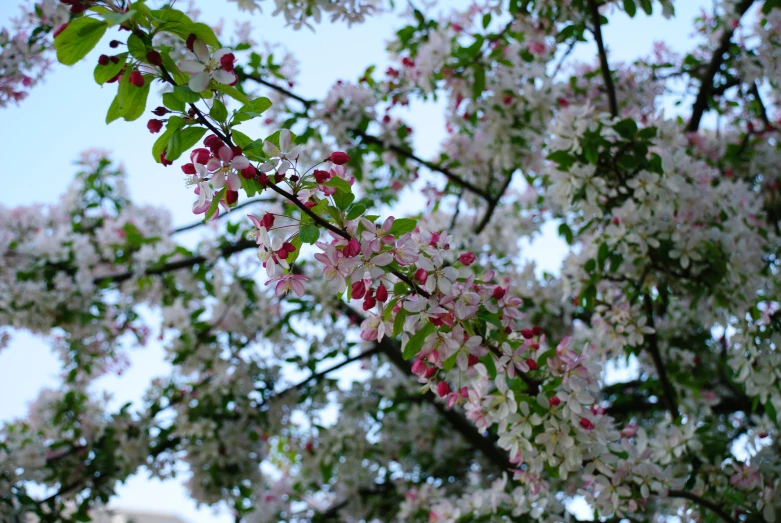 a nch with pink flowers on it and trees in the background