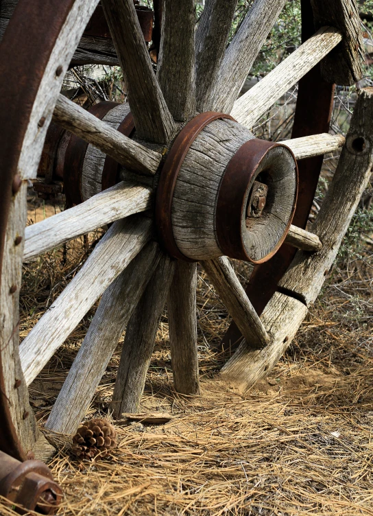 a wagon wheel leaning against a tree in the forest