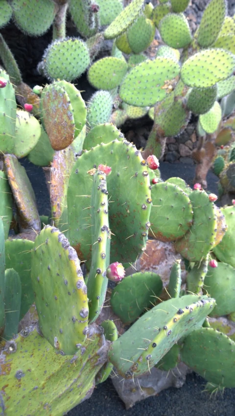 large green cactus plants near each other