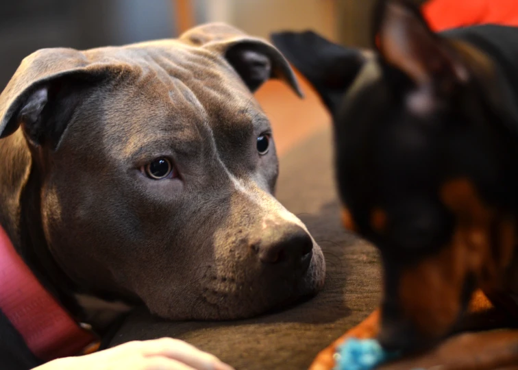 a close up of two dogs one brown the other black