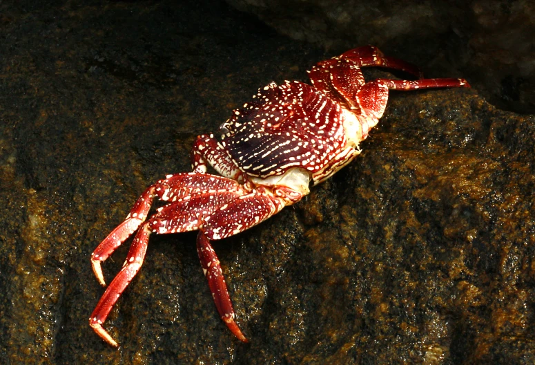 a large crab is laying on some rocks