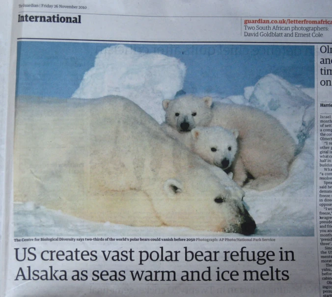 an article in a newspaper with polar bears