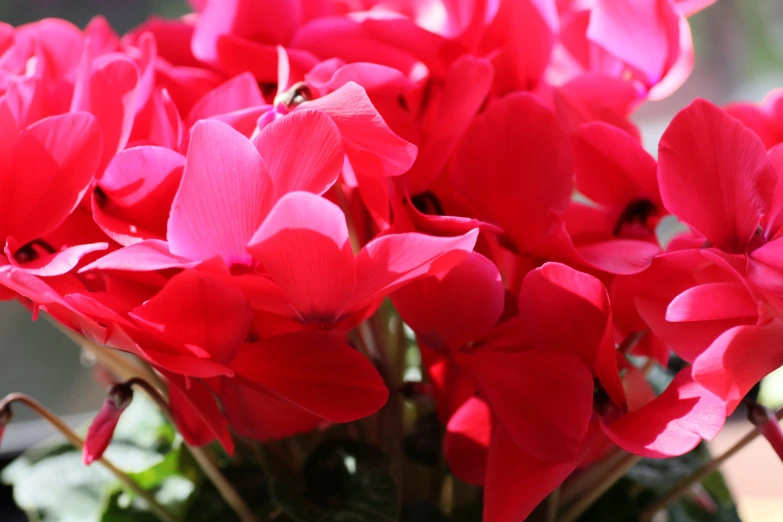 a close up view of the red flowers