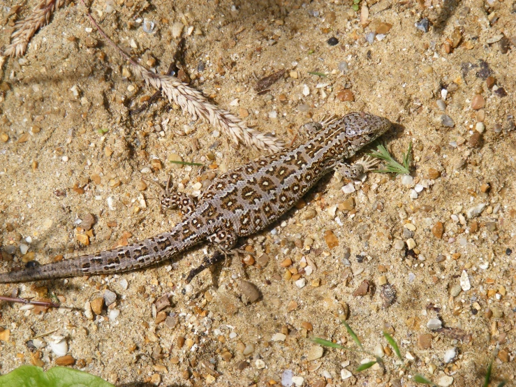 an image of a lizard that is walking on sand