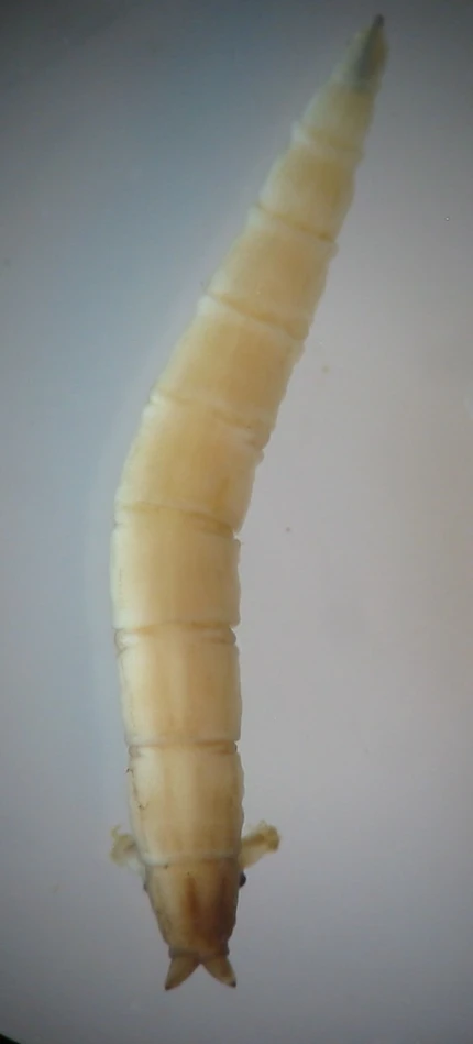 a picture of a banana peel from the side