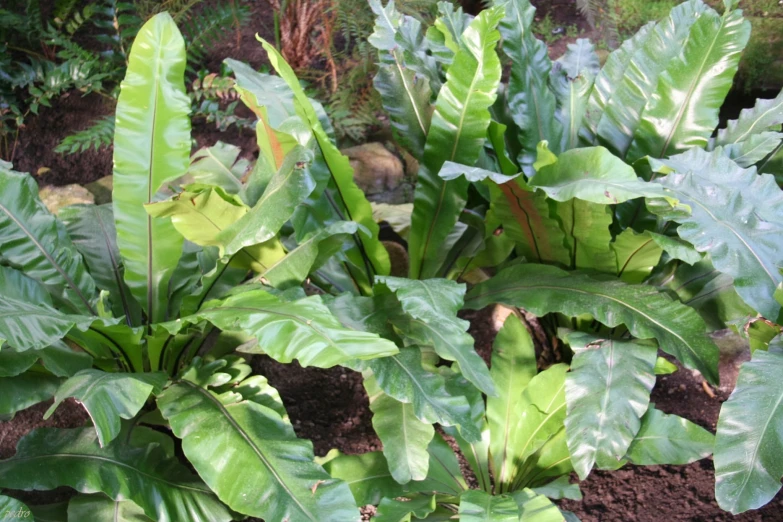 many green leaves near each other on a field