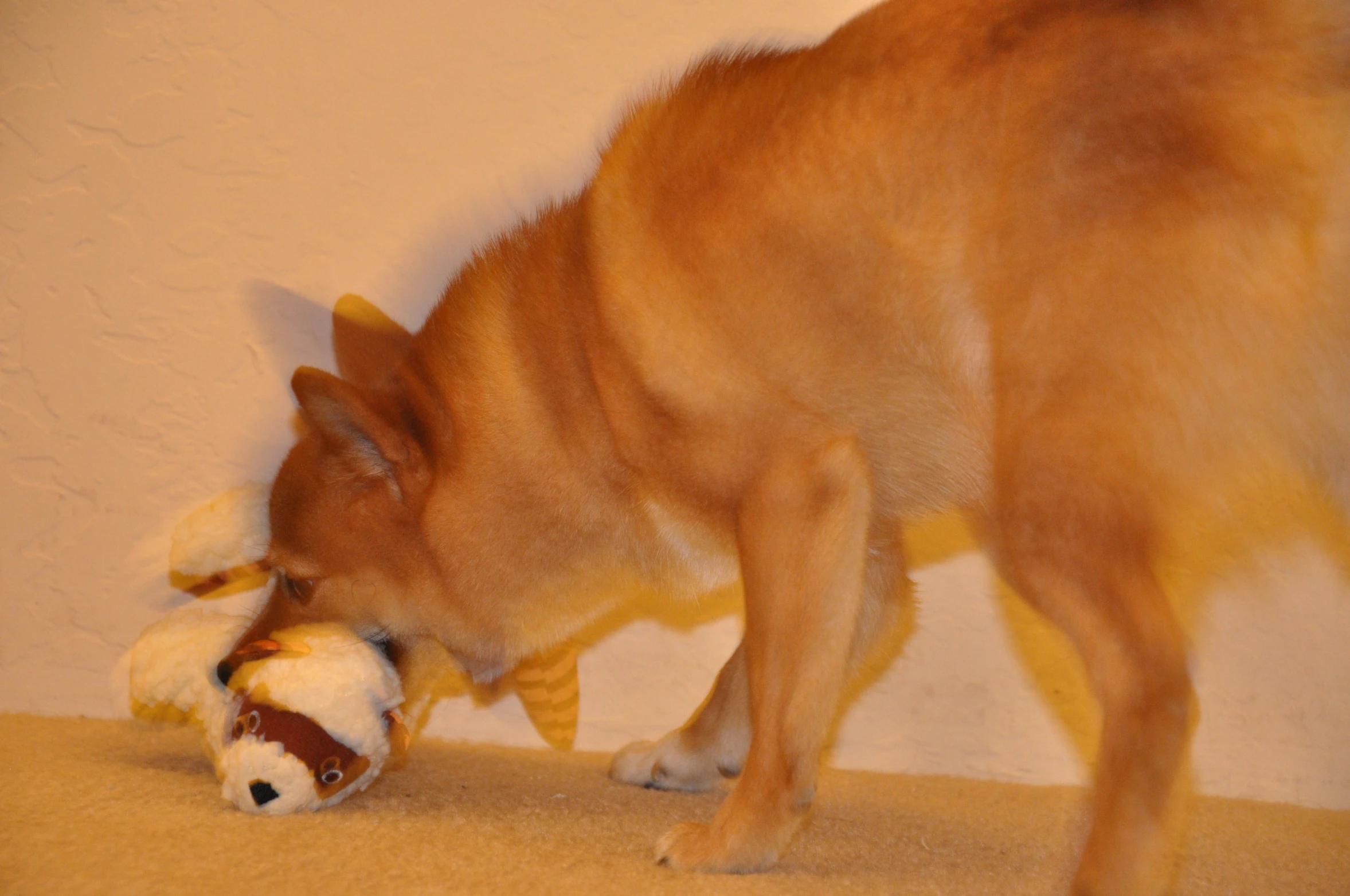 a dog sniffing the back of a stuffed animal