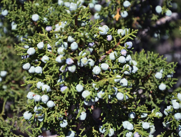 berries all over the bush outside the front door