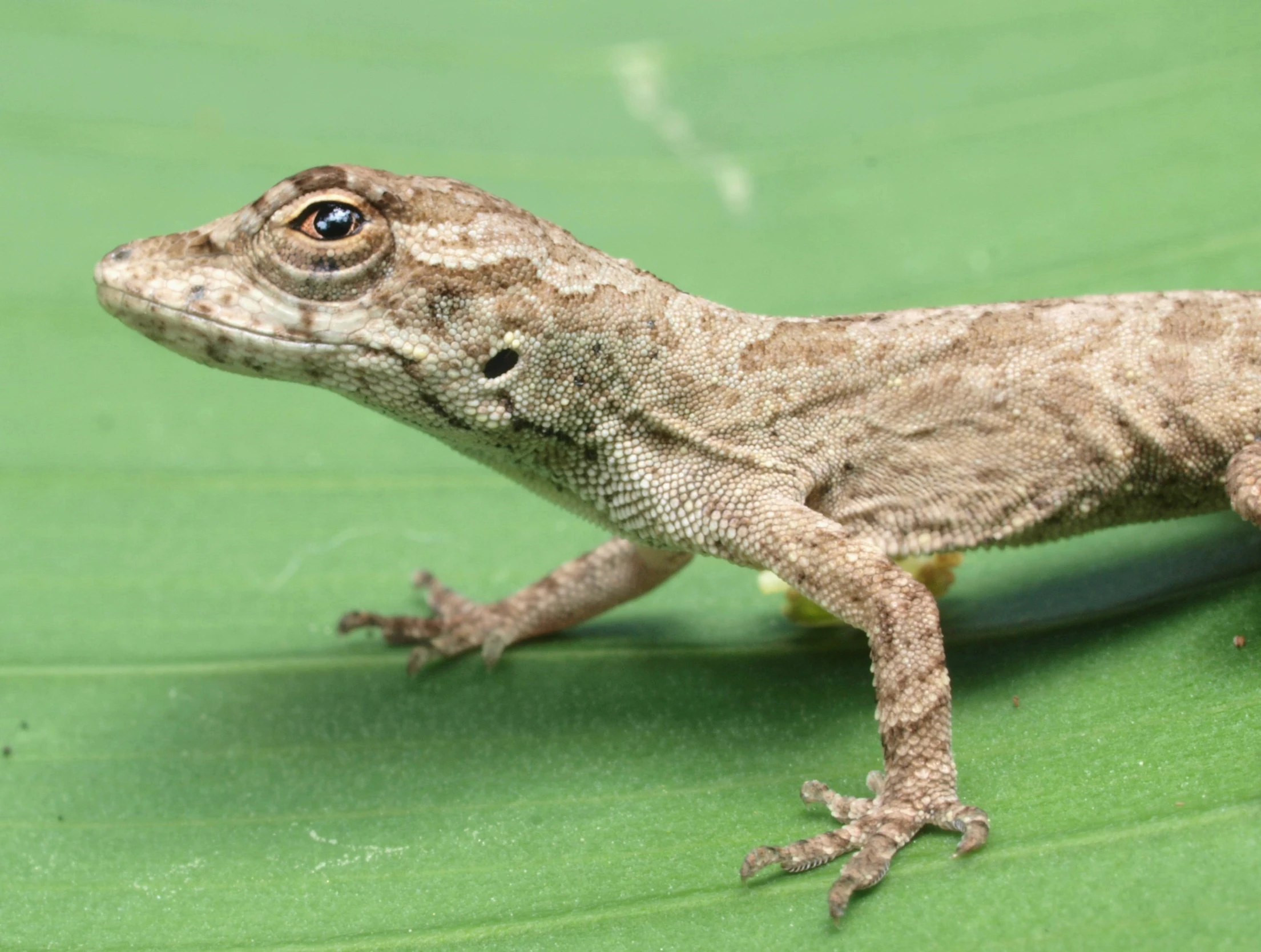 a lizard with its head looking straight up at the camera