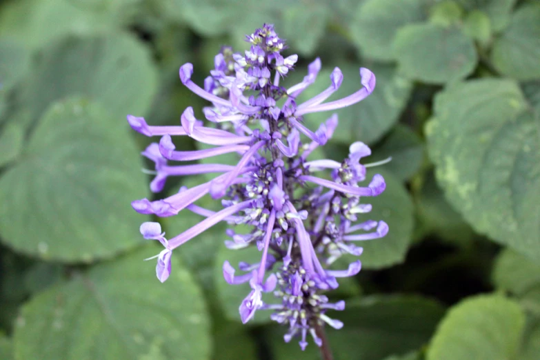 small purple flower in front of some large green leaves