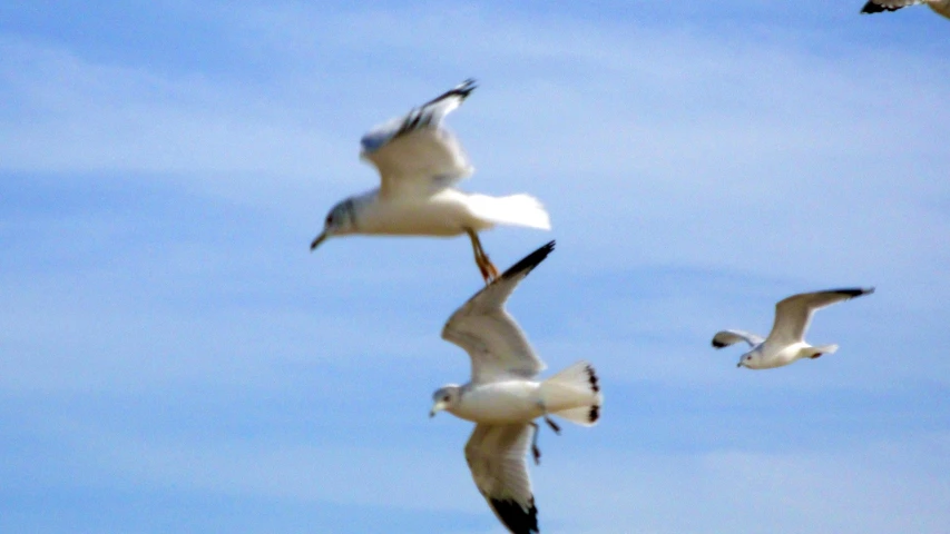 many seagulls flying and flying in formation