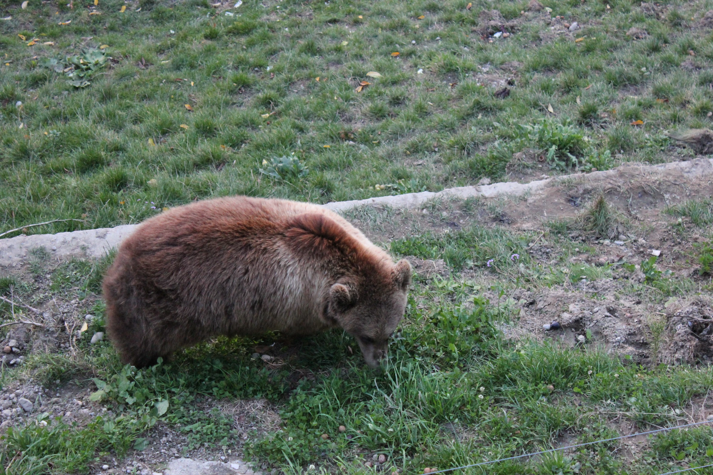 a brown bear foraging for food on the side of a road