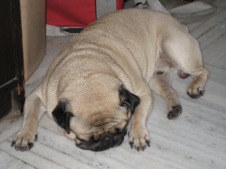 a small tan dog sleeping on a floor