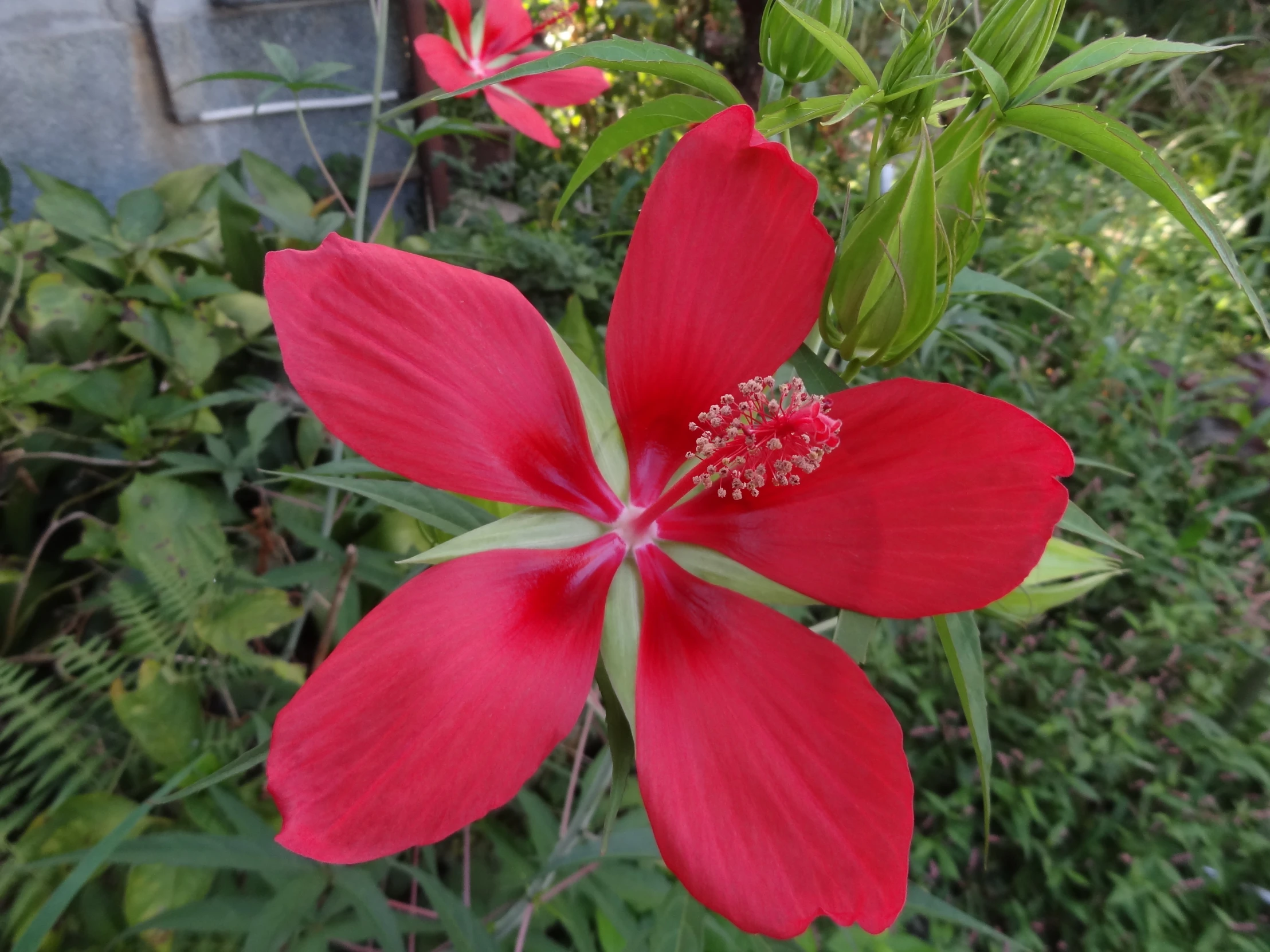 a red flower is in bloom in the middle of the garden