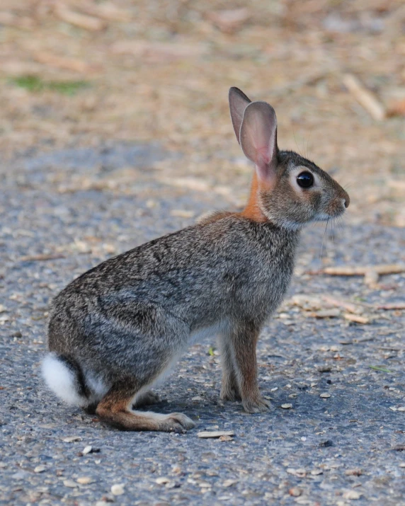 a rabbit sitting down on a rock road