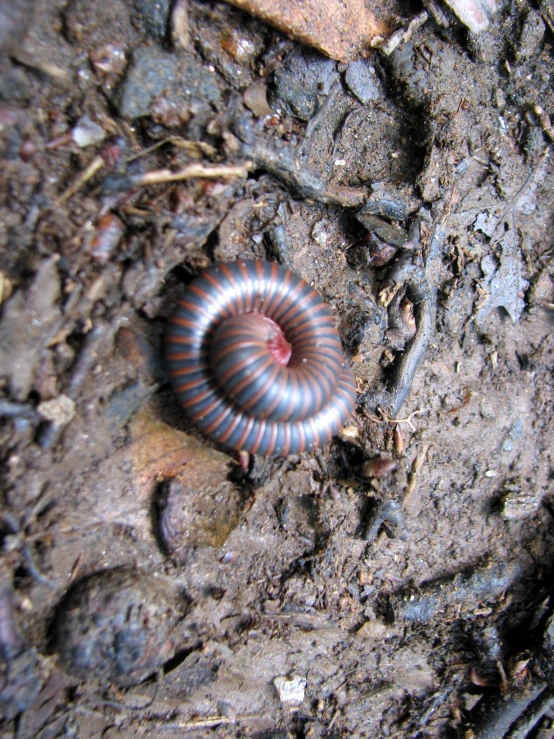 a striped cater crawling through the dirt on a road