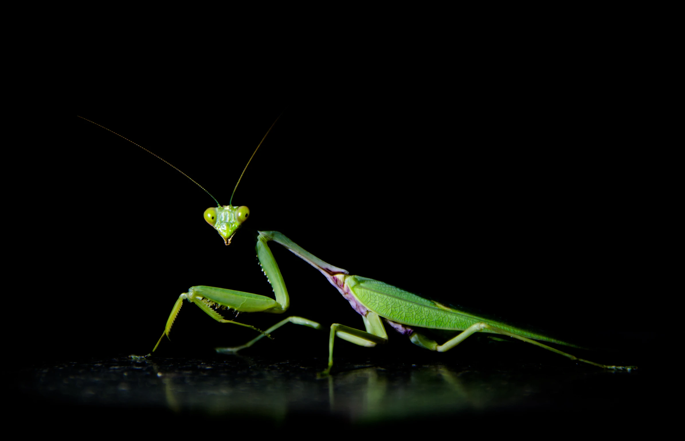 a praying mantissa looking into the camera