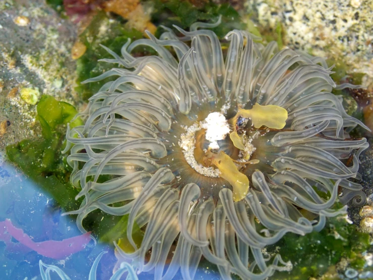 an orange and white sea anemone is swimming in the water