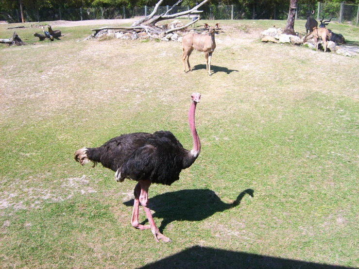 an ostrich walking through its habitat and other animals eating grass