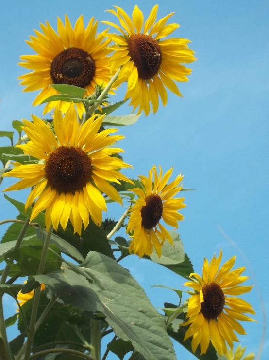 several yellow flowers against a blue sky