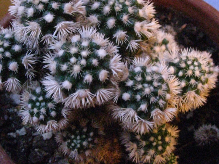 a closeup of a large, green cactus in a pot