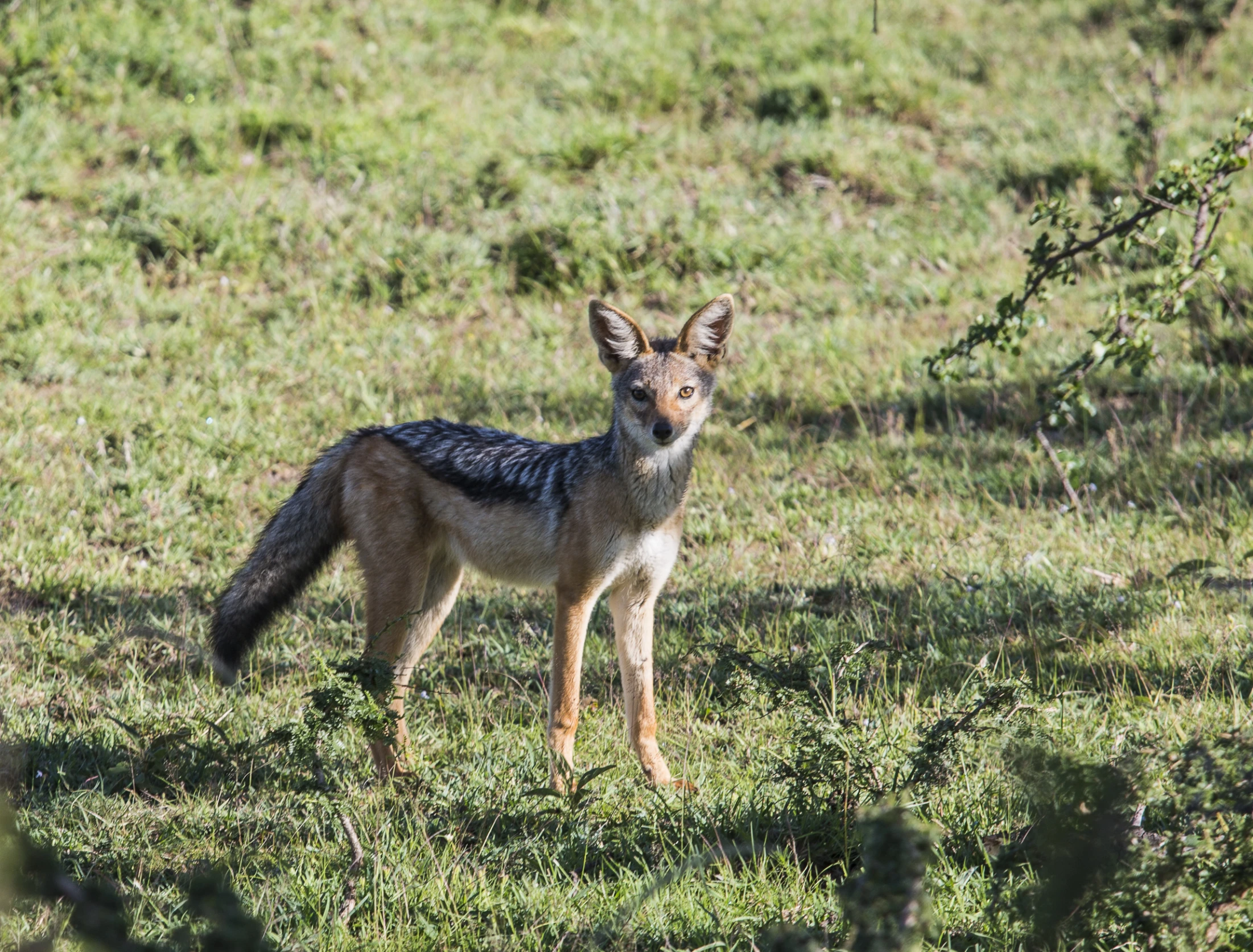 an adult wild animal stands alone on the grass