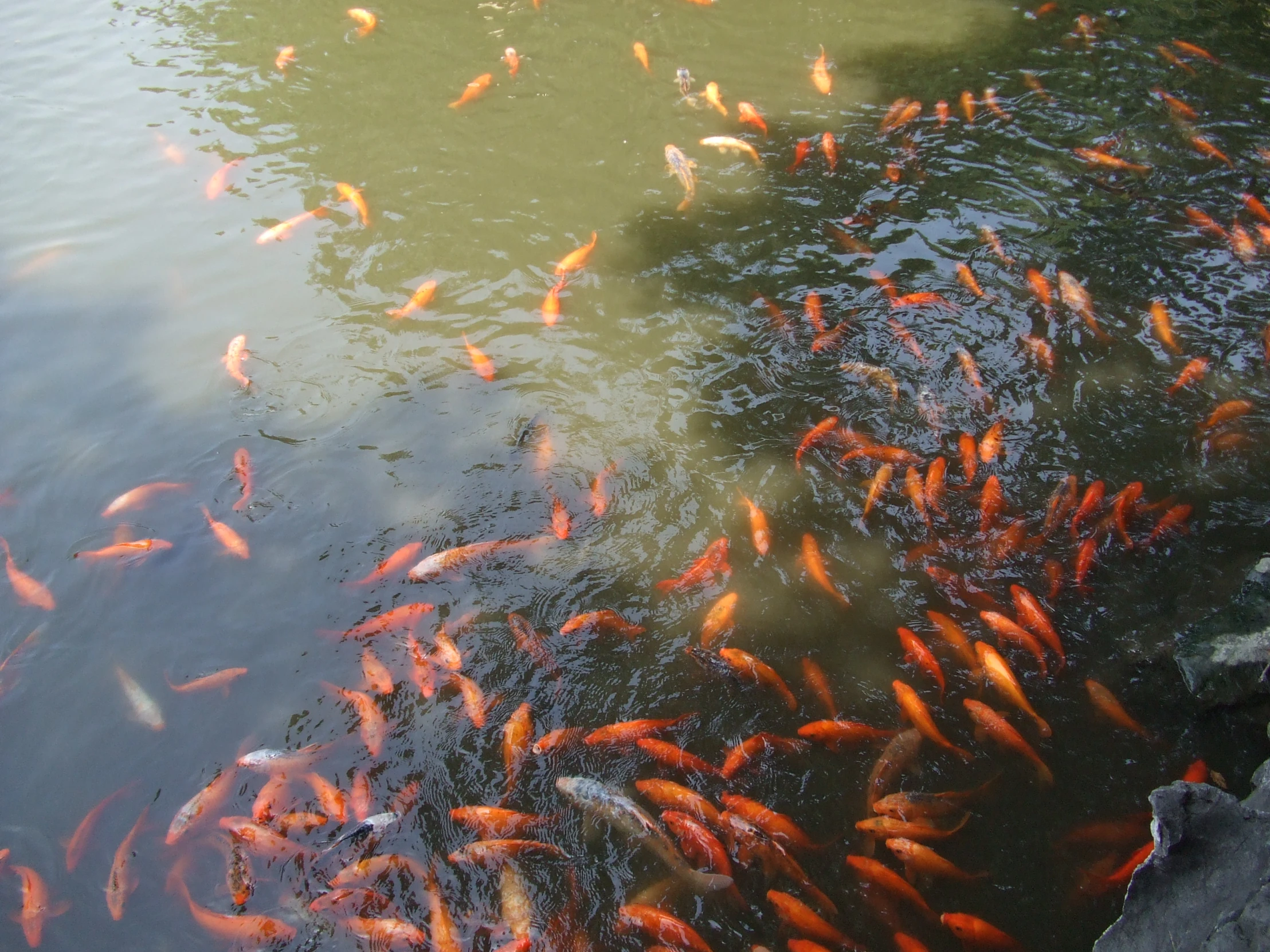 the many small fish are in the pond