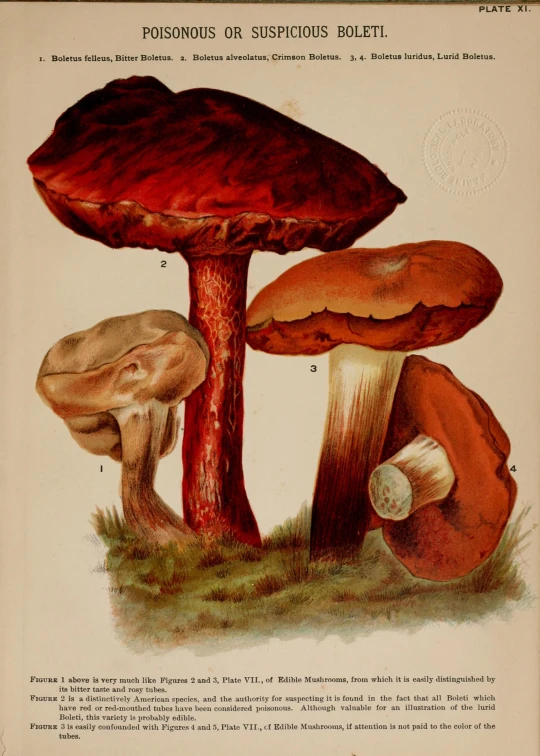 an illustrated description of the various mushrooms on the forest floor