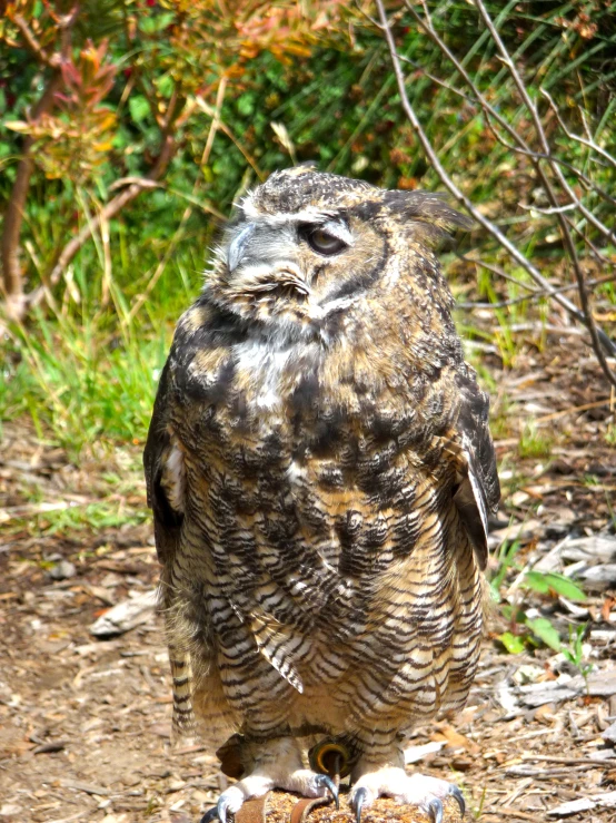 an owl with dark wings stands on the ground