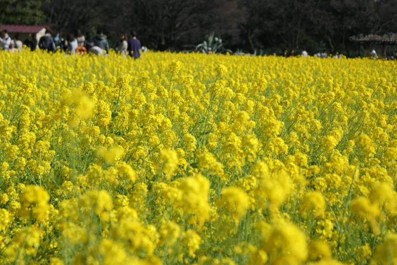 several people are walking through a field full of yellow flowers