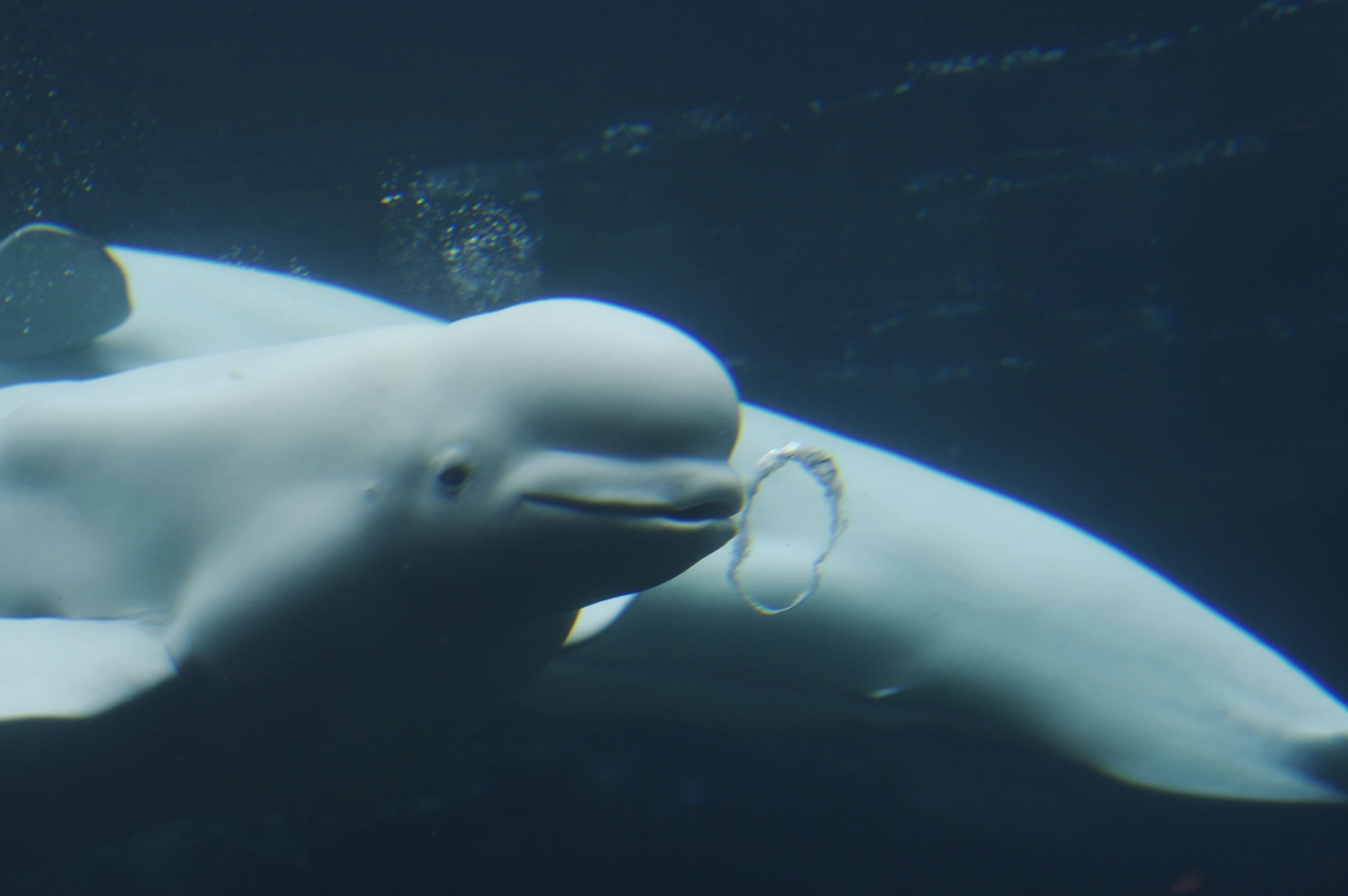 two dolphins swimming in the water close to each other