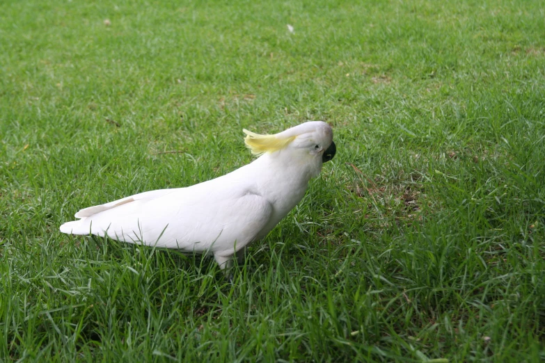 the back end of a white bird on some grass