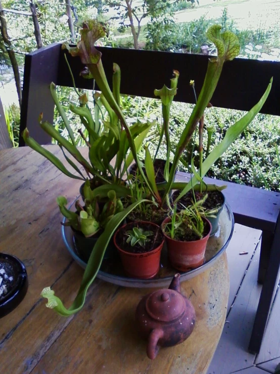 the plants are growing in potted plants and on a table