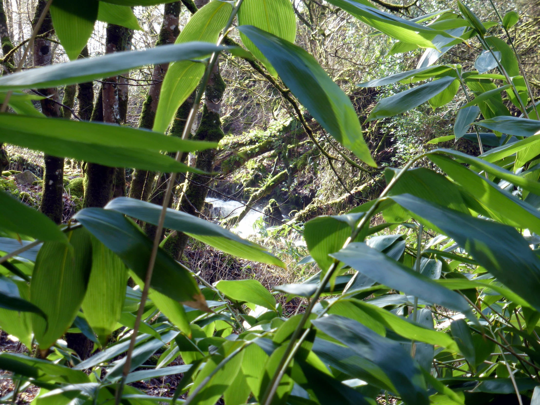 view through tall leafy foliage on a path in the woods