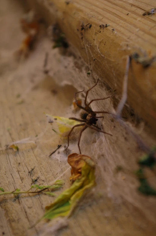 the underside of a large spider crawling on the wood