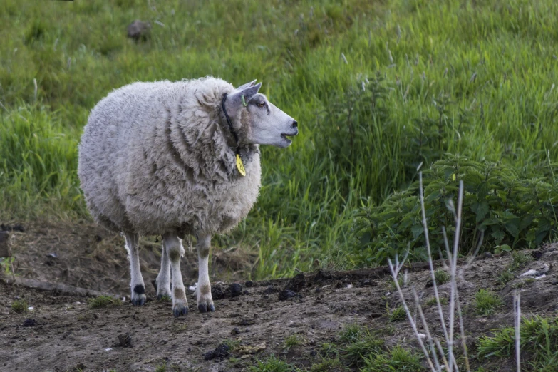 a white sheep is standing alone in the field