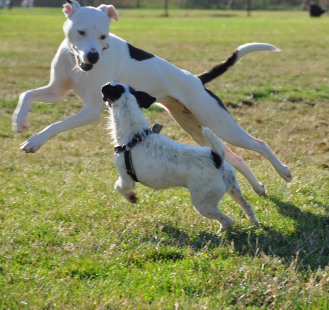 a black and white dog fighting over a white dog