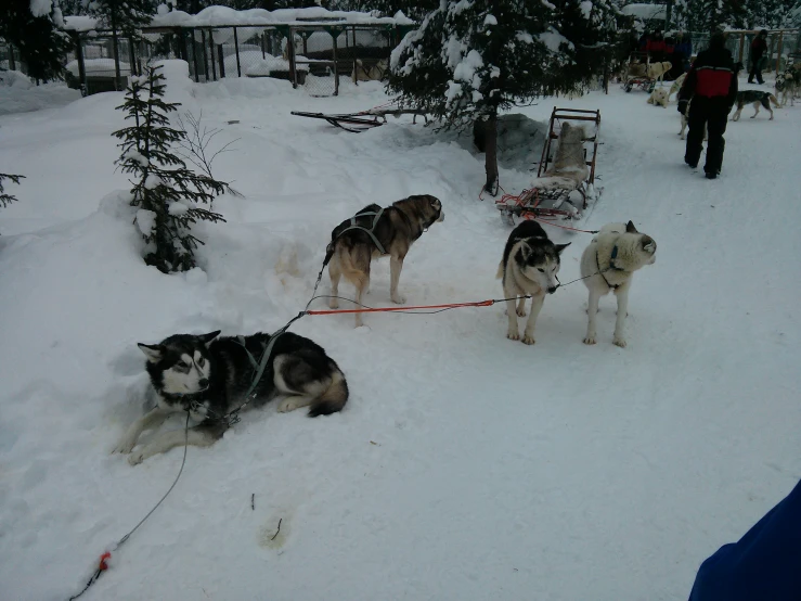 people walking with some husky dogs through the snow