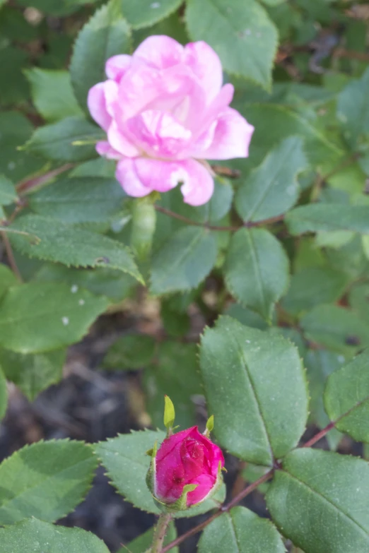 a very pretty pink flower with some green leaves