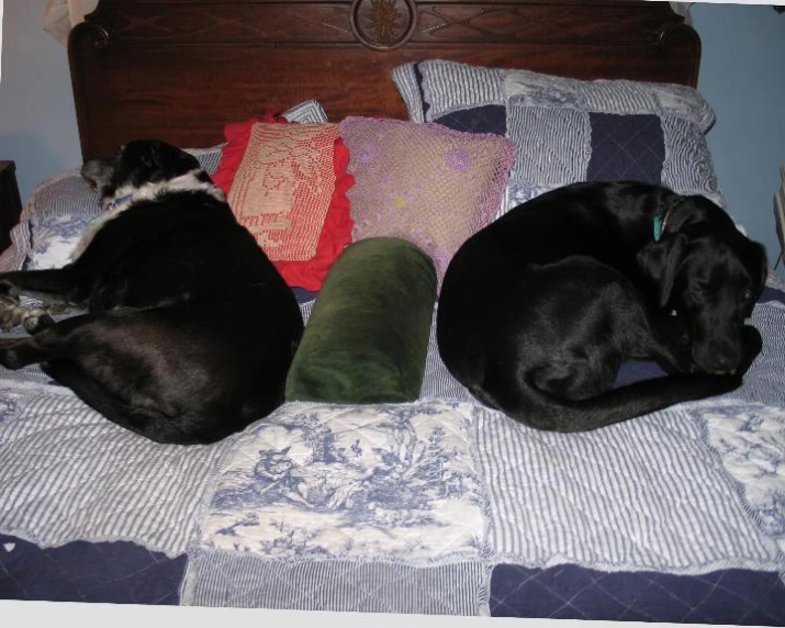 three dogs laying on bed with various pillows