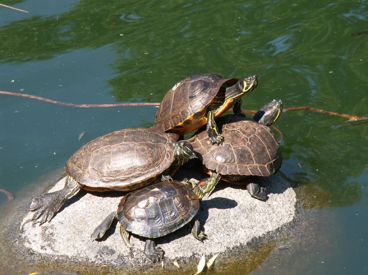 some turtles on the edge of some water