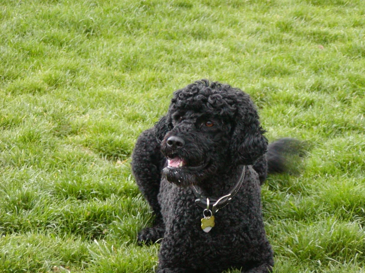 a curly black dog standing in the grass