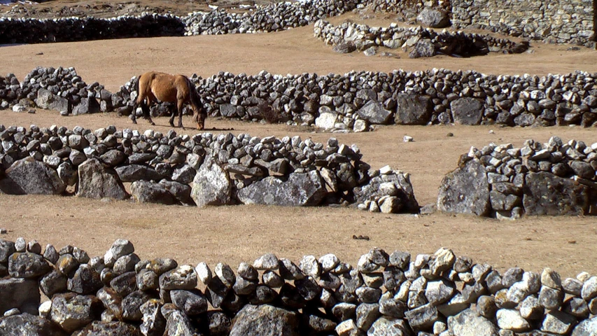 a lone cow walking around the stone pathway