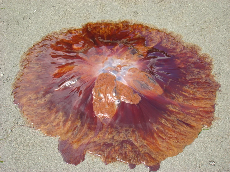 a jellyfish covered in pink and red algae on a beach