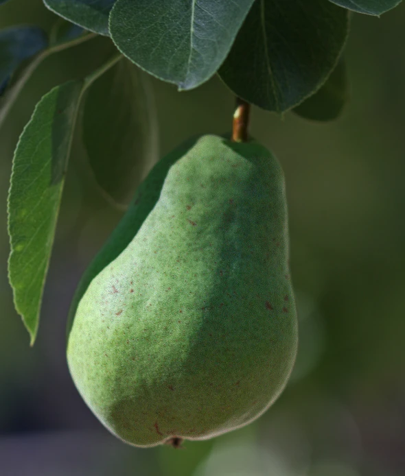 a green colored pear hanging from a tree nch