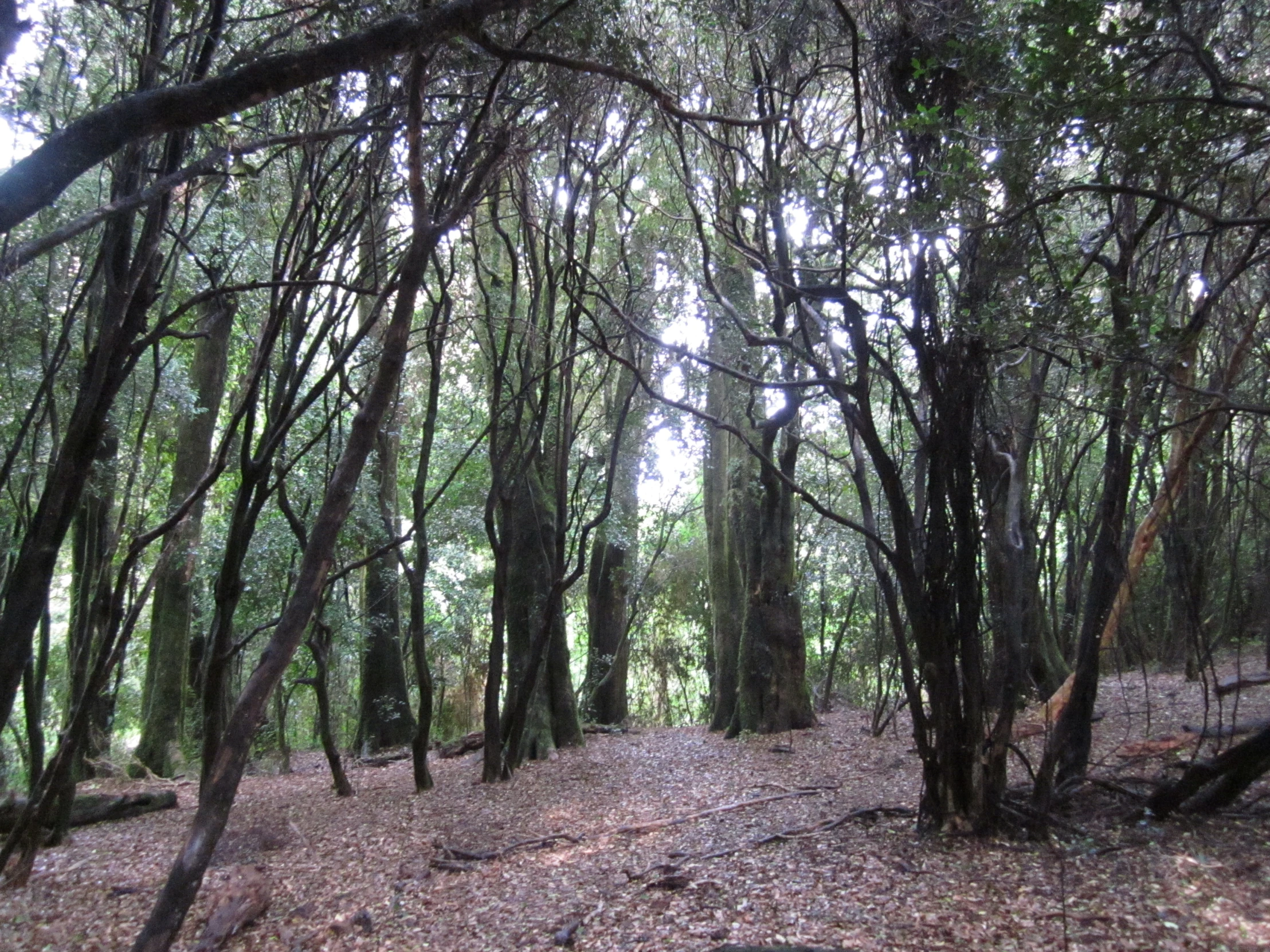 an image of a path through the woods