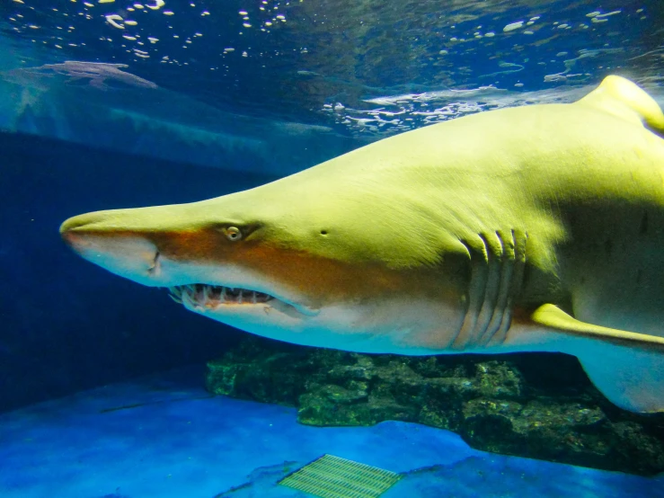 this is an underwater pograph of a tiger shark