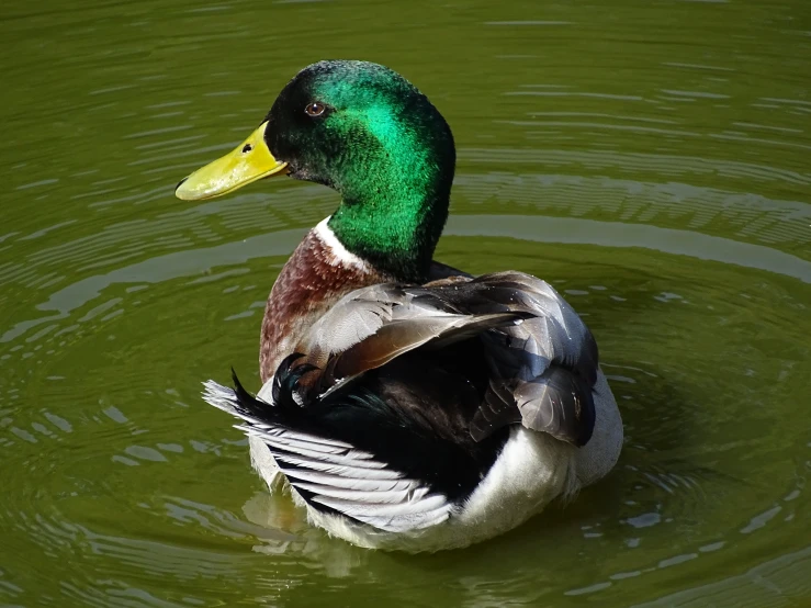 a mallard with a green head is swimming in the water