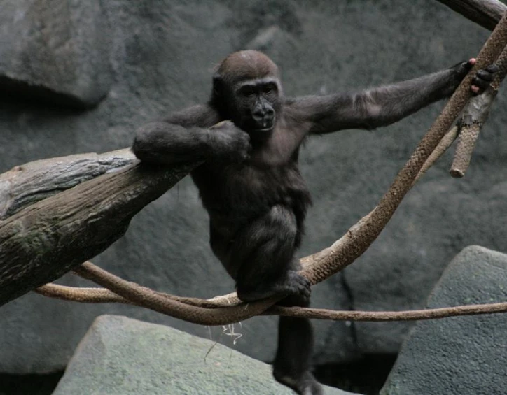 a monkey hanging from the side of a rope near a stone wall